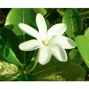 Monoi hydratant - TIKI TAHITI - Tiare 1 Litre