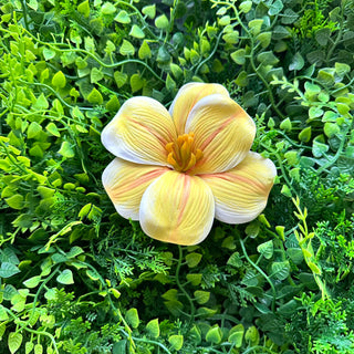 Pince Hibiscus