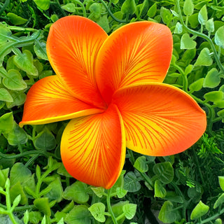 Pique à cheveux - Tipanié