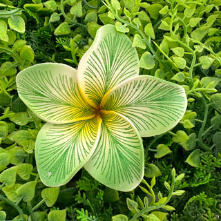 Pique à cheveux - Tipanié