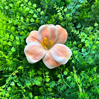 Pince Hibiscus