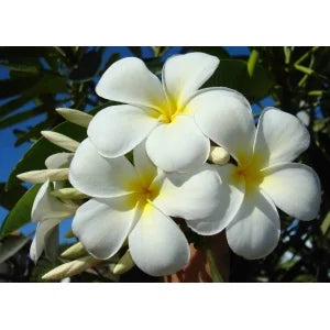 Monoi hydratant - TIKI TAHITI - Tipanie 1 Litre